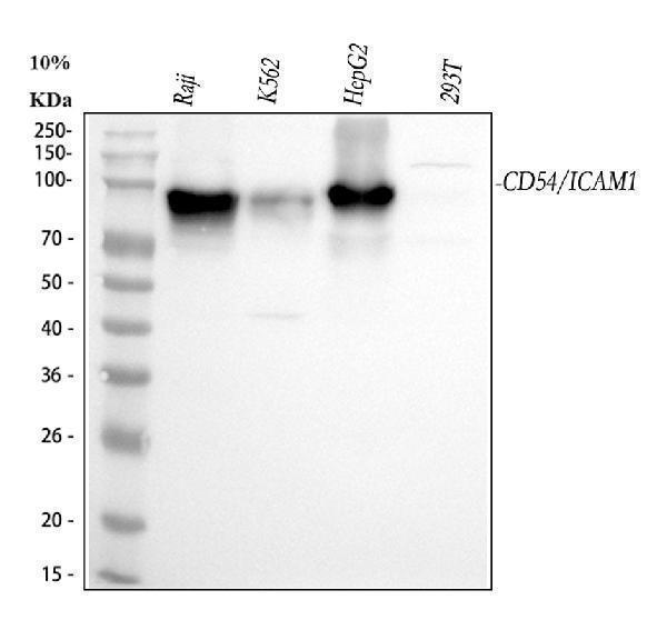 a00171 icam1 primary antibodies wb testing 2_1