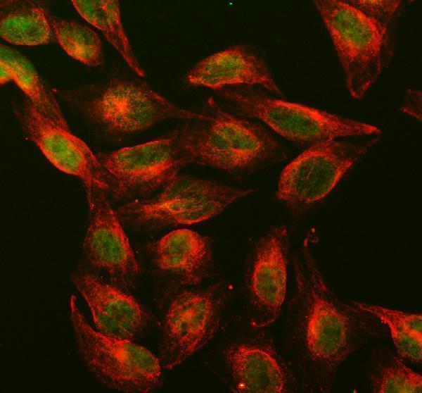 a00172 1 dnmt1 primary antibodies if testing 2