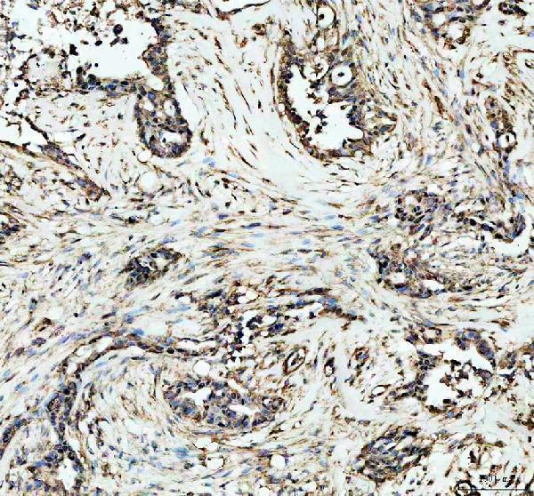 a00172 1 dnmt1 primary antibodies ihc testing 2