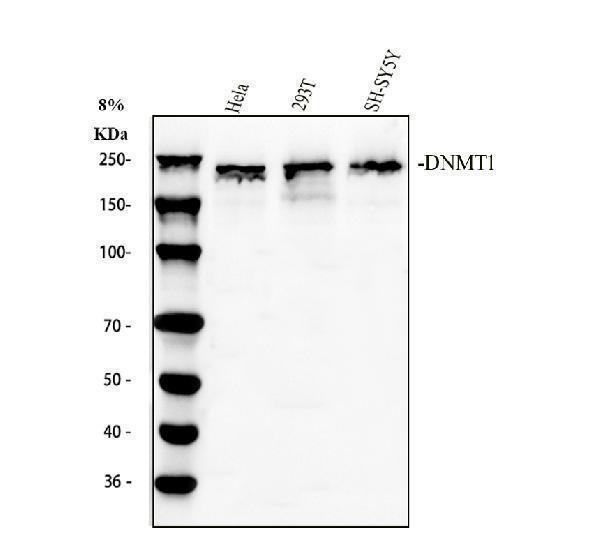 a00172 1 dnmt1 primary antibodies wb testing 1