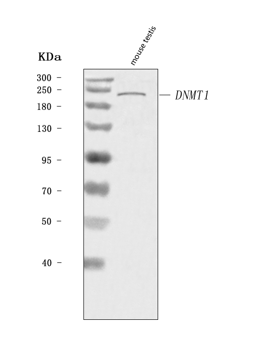  Western blot analysis of Dnmt1 using anti-Dnmt1 antibody (A00172-3)