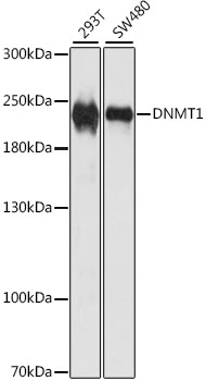 a00172 dnmt1 primary antiboties ip testing 1