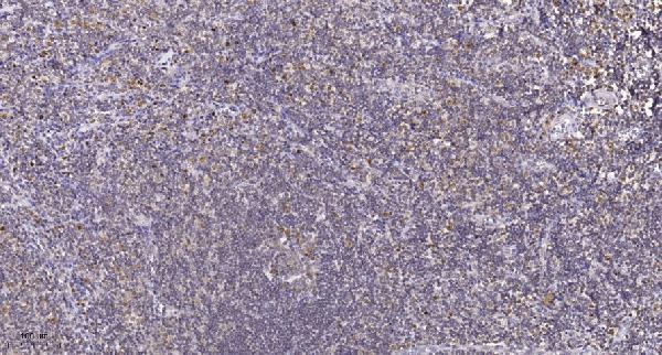 a00173t187 1 cdkn1b primary antibodies ihc testing 4