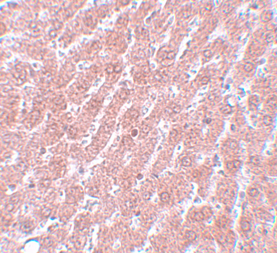 a00174 pou5f1 primary antibodies ihc testing 2