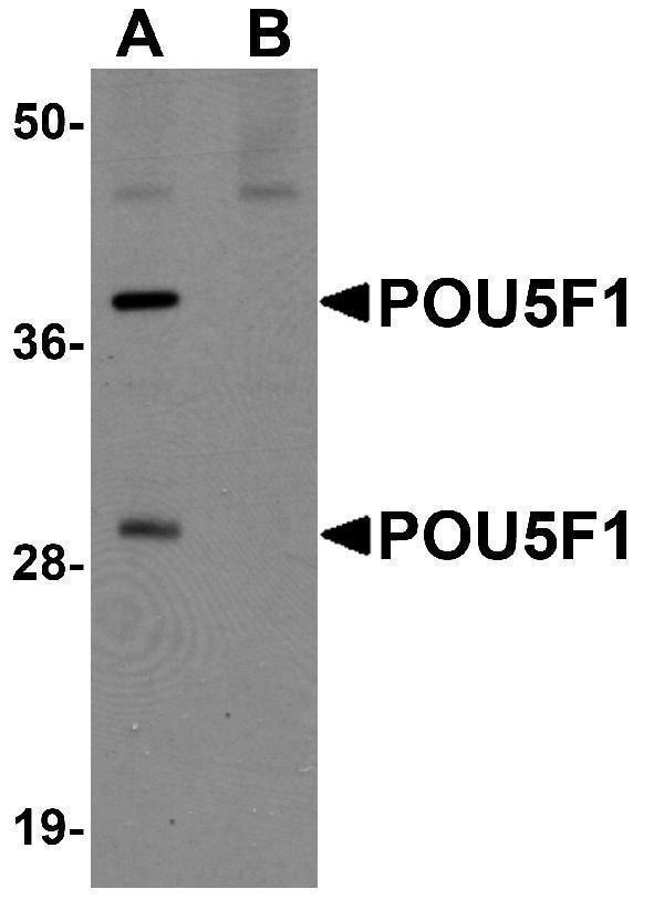 a00174 pou5f1 primary antibodies wb testing 1