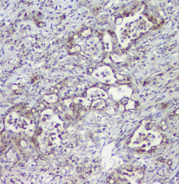 a00175 1 mpi primary antibodies ihc testing 2