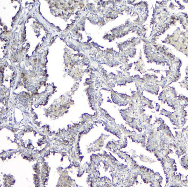 a00175 1 mpi primary antibodies ihc testing 3