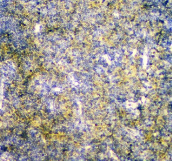 a00175 mpi primary antibodies ihc testing 4