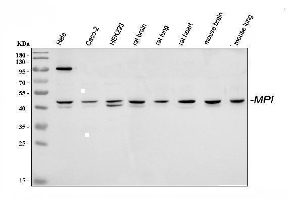 a00175 mpi primary antibodies wb testing 1_1