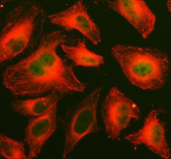 a00176 2 mapk14 primary antibodies if testing 1