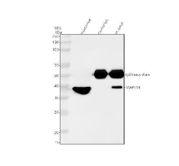 a00176 2 mapk14 primary antibodies ip testing 5