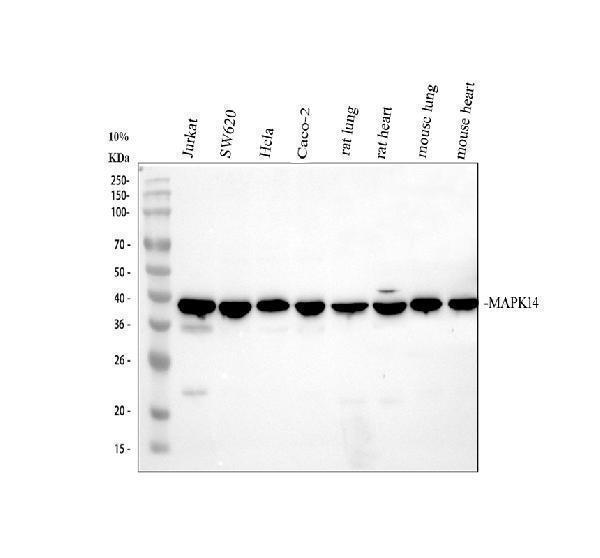  Western blot analysis of p38 alpha/MAPK14 using anti-p38 alpha/MAPK14 antibody (A00176-2)