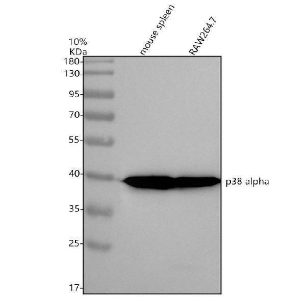 Western blot analysis of p38 alpha using anti-p38 alpha antibody (A00176-2)