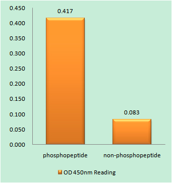 a00176t180y182 mapk14 primary antibodies elisa testing 1