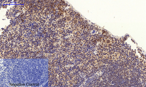 a00176t180y182 mapk14 primary antibodies if testing 10