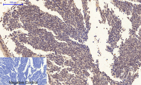 Immunohistochemical analysis of paraffin-embedded Rat-lung tissue