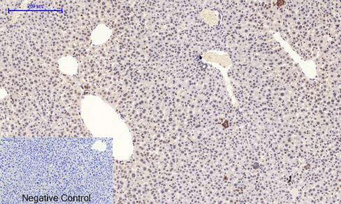 a00176t180y182 mapk14 primary antibodies ihc testing 8