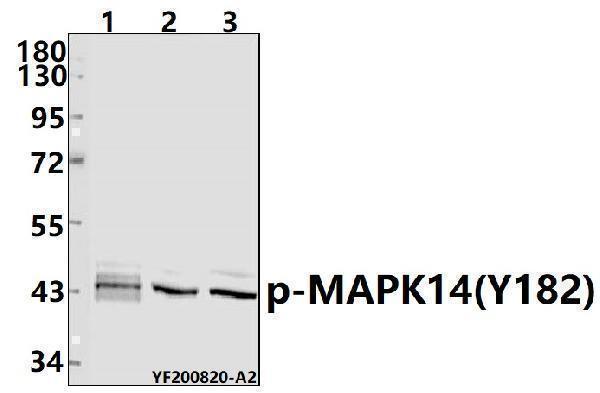 Western blot (WB) analysis of p-MAPK14(Y182) pAb at 1:500 dilution
Lane1:Panc1 whole cell lysate(40ug)
Lane2:Raw264