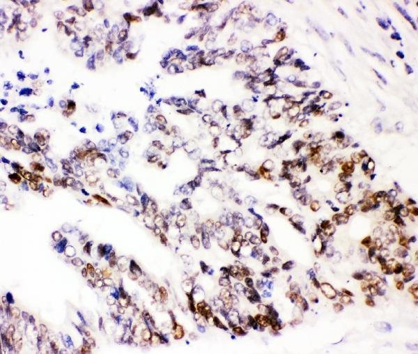 a00177 2 sox9 primary antibodies ihc testing 6