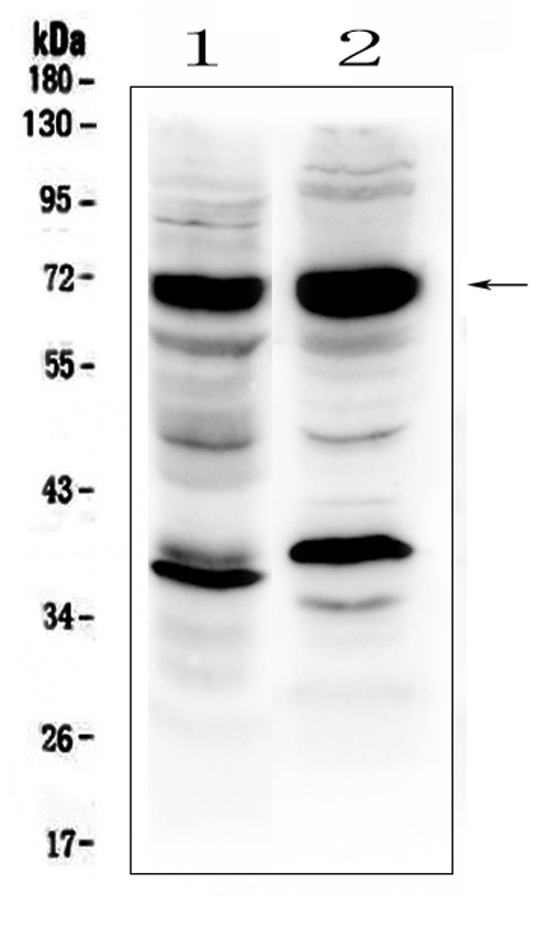 a00177 2 sox9 primary antibodies wb testing 1