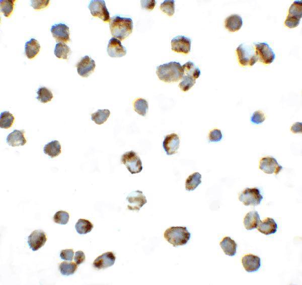 a00178 1 pdcd1 primary antibodies icc testing 4