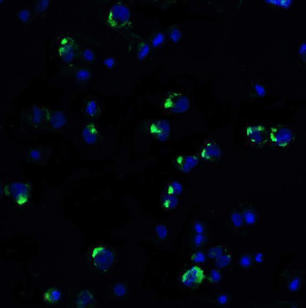Immunofluorescence of PD-1 in PD-1-transfected HEK293 cells with PD-1 antibody at 20 μg/ml
