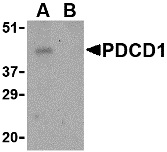 Western blot analysis of PD-1 in THP-1 cell lysate with PD-1 antibody at 1 μg/mL in the (A) absence and (B) presence of blocking peptide