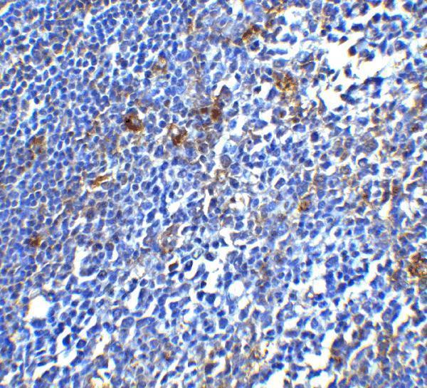 a00178 2 pdcd1 primary antibodies ihc testing 6