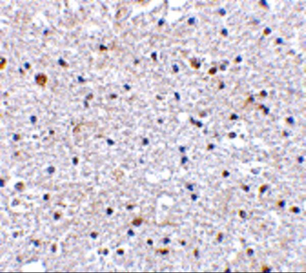 a00178 2 pdcd1 primary antibodies ihc testing 8