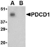 a00178 2 pdcd1 primary antibodies wb testing 4