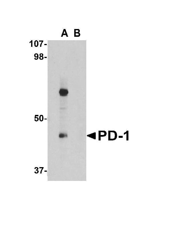 a00178 2 pdcd1 primary antibodies wb testing 5
