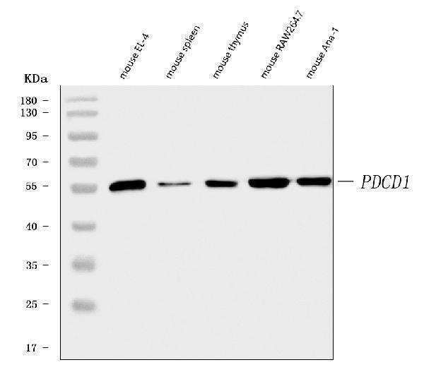  Western blot analysis of PD1/Pdcd1 using anti-PD1/Pdcd1 antibody (A00178-3)