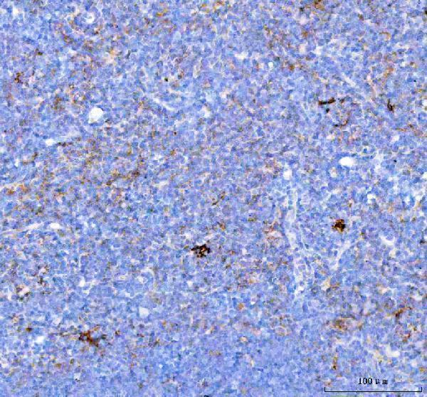a00178 pdcd1 primary antibodies ihc testing 4