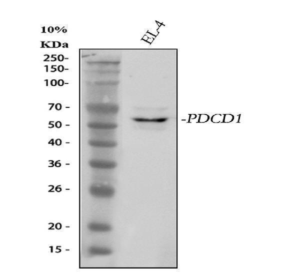 Western blot analysis of PDCD1 using anti-PDCD1 antibody (A00178)