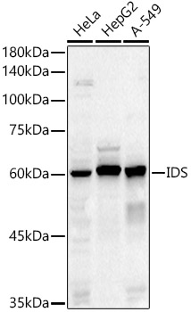 a00180 ids primary antiboties wb testing 1