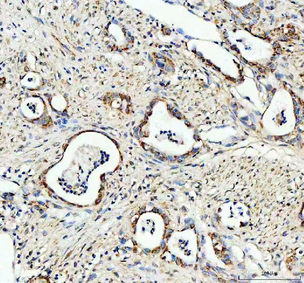 a00181 bcl xl primary antibodies ihc testing 1