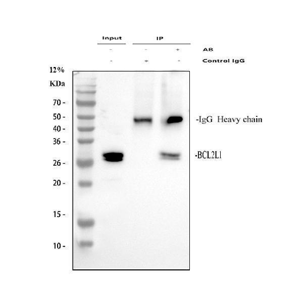 a00181 bcl xl primary antibodies ip testing 1
