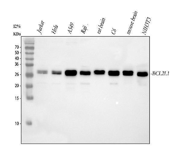 a00181 bcl xl primary antibodies wb testing 1