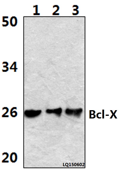 Western blot (WB) analysis of Bcl-X (S56) polyclonal antibody at 1:500 dilution
Lane1:Hela whole cell lysate(40ug)
Lane2:Hela treated with H2O2 (100nmol/ml, 25min, phostop) whole cell lysate (40ug) 
Lane3:Hela treated with H2O2 (100nmol/ml, 25min, λ-ppase) whole cell lysate (40ug)