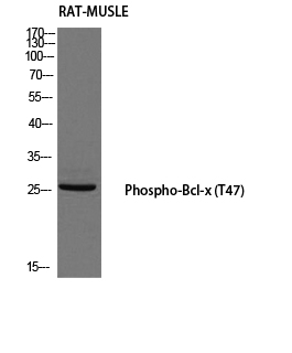 Western blot analysis of RAT-MUSLE using Phospho-Bcl-x (T47) antibody