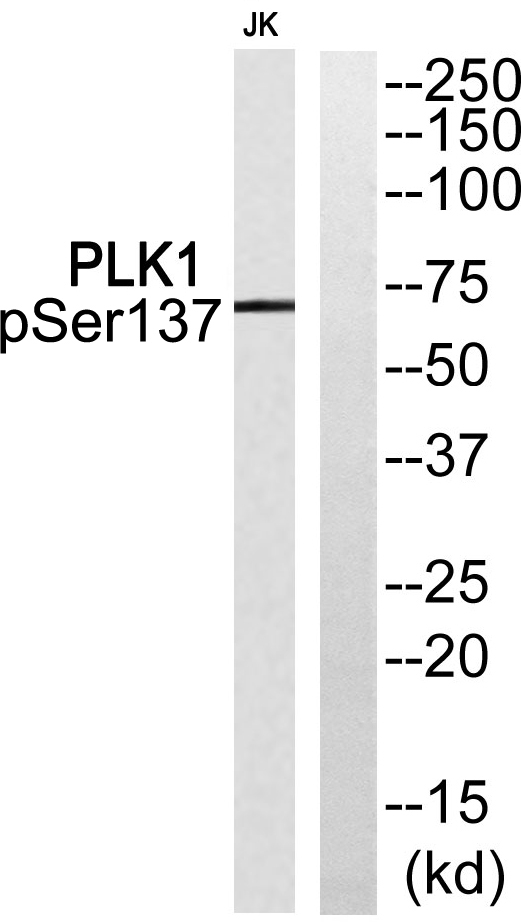 a00182s137 plk1 primary antibodies wb testing 2