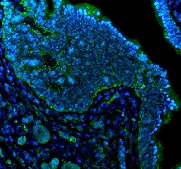 a00183 bax primary antibodies if testing 1
