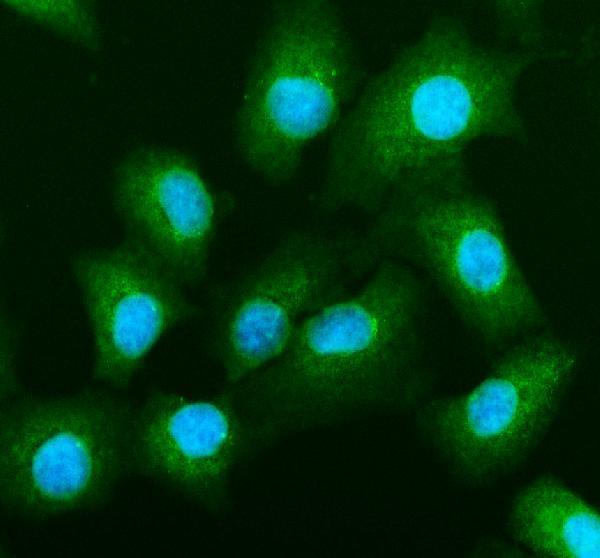 a00183 bax primary antibodies if testing 5