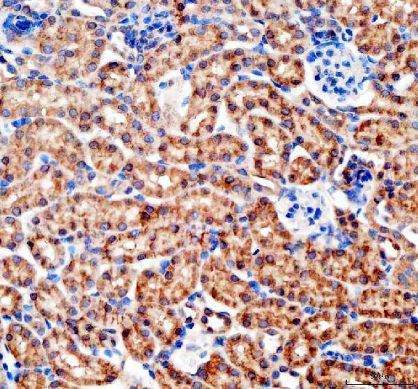 a00183 bax primary antibodies ihc testing 3