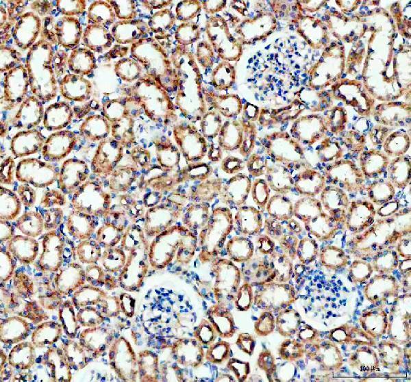a00183 bax primary antibodies ihc testing 4