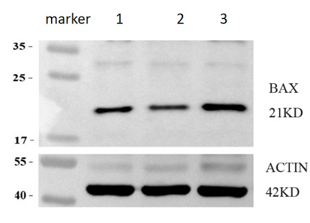 a00183 bax primary antibodies wb review 1