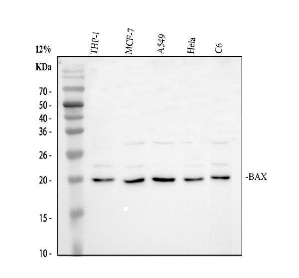 a00183 bax primary antibodies wb testing 1