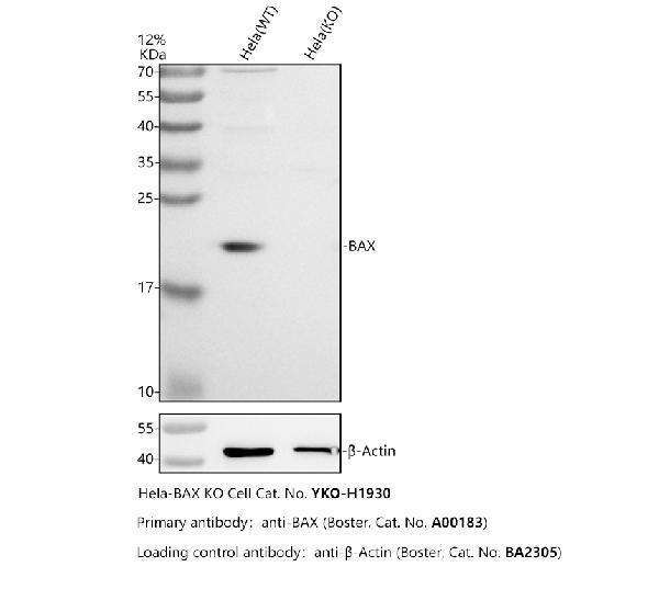 Western blot analysis of BAX using anti-BAX antibody (A00183)