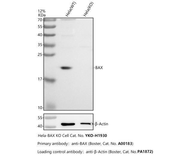 a00183 bax primary antibodies wb testing 2_1