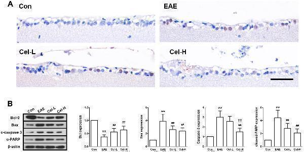 a00183 fphar 08 00044 g007